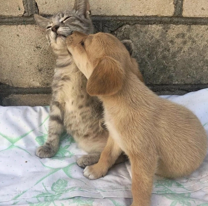 Ảnh meme Mỏ hỗn cực hài hước vui nhộn ánh mắt lém lỉnh