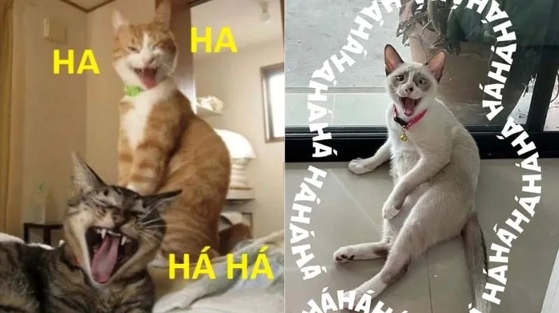 Ảnh meme Ngoại hình sáng hài bựa có thể lưu để sử dụng