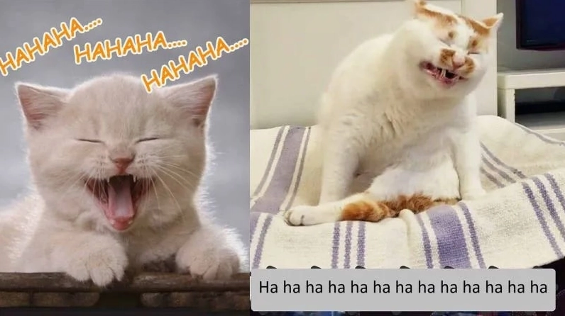 Ảnh meme Ngoại hình sáng vui nhộn giúp giải tỏa căng thẳng