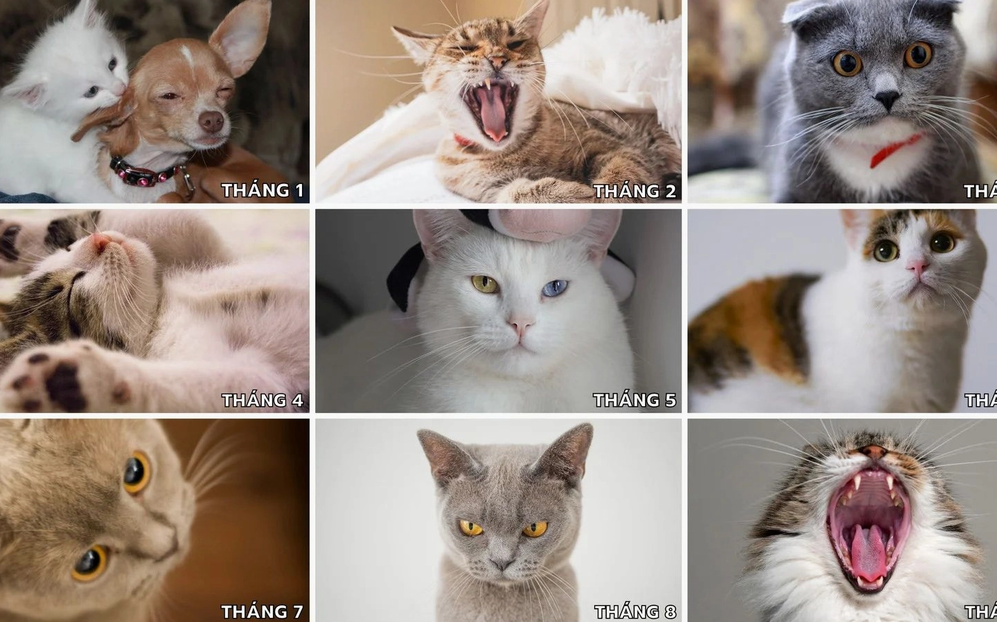 ảnh meme Phú bà với biểu cảm 