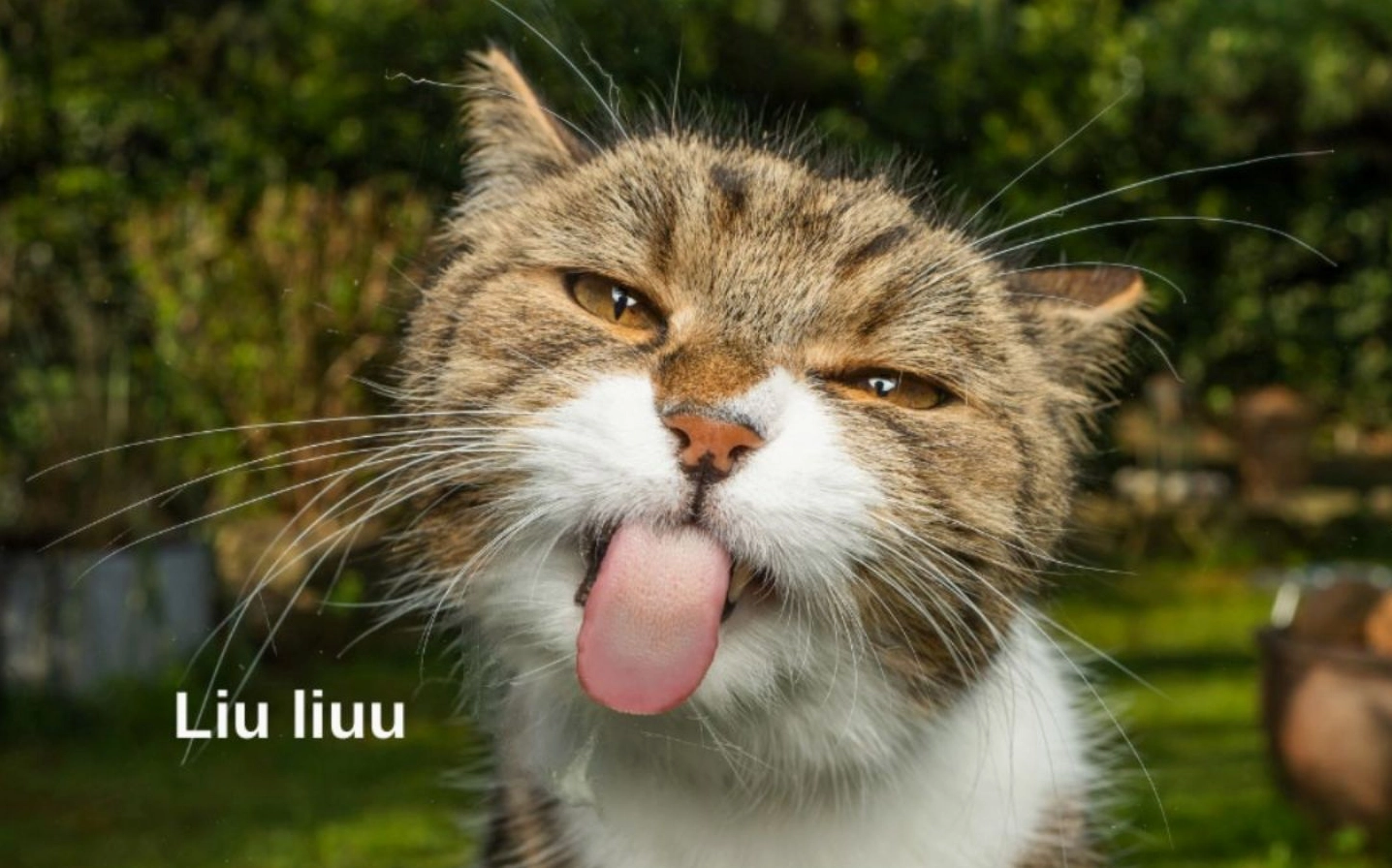 ảnh meme Phú bà với biểu cảm 