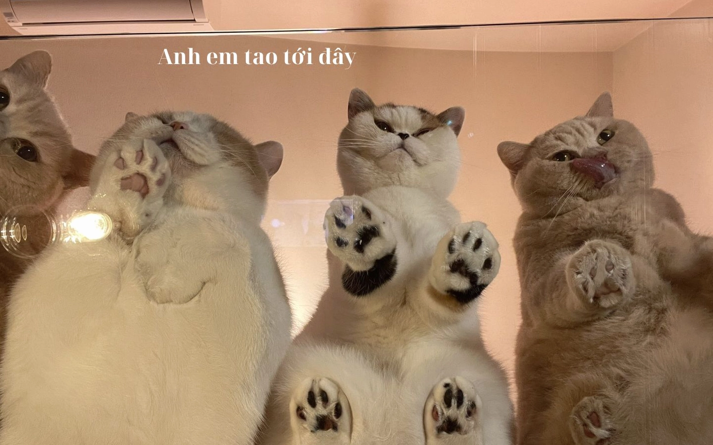 ảnh meme Phú bà với biểu cảm 