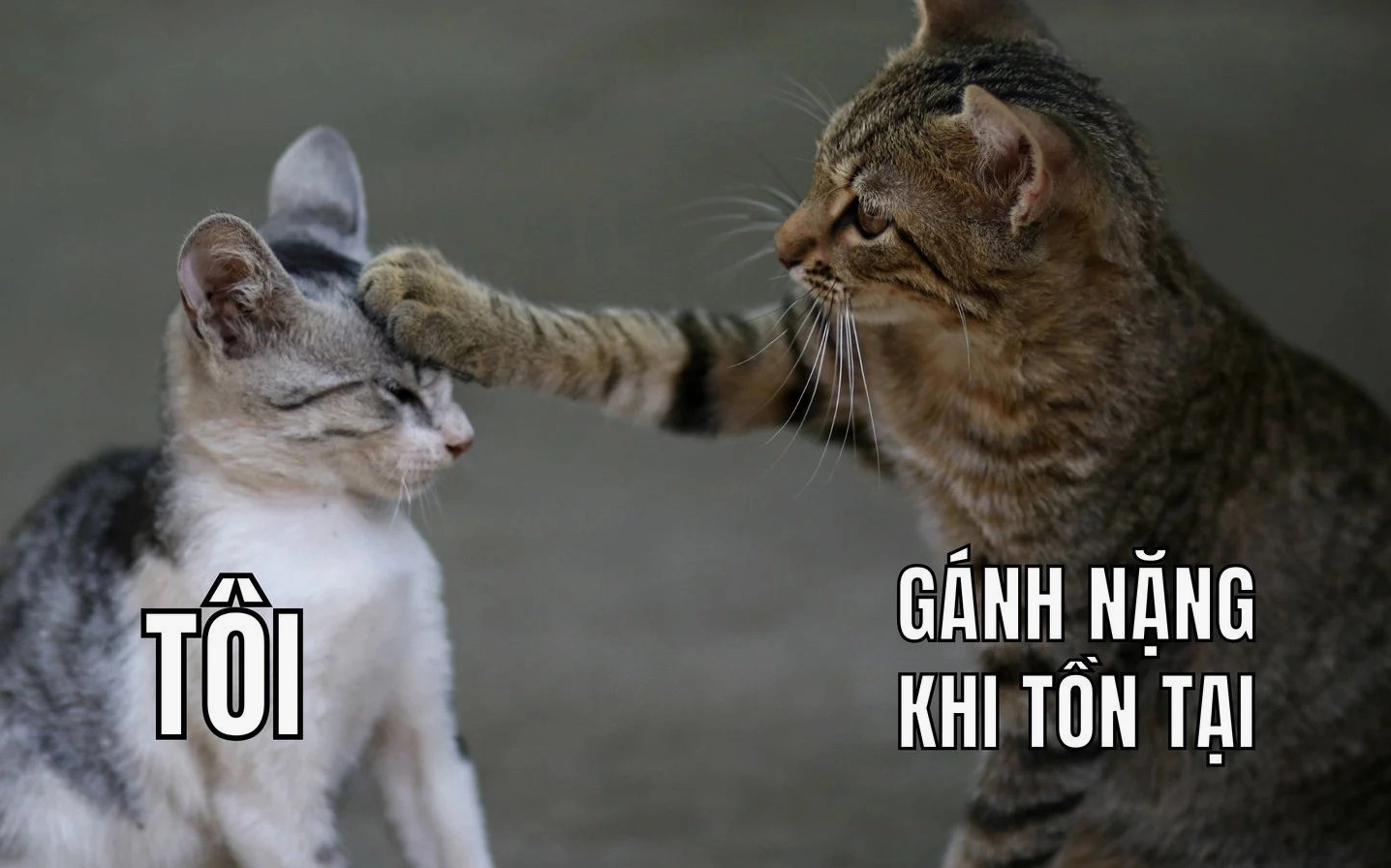 ảnh meme Phú bà với biểu cảm 