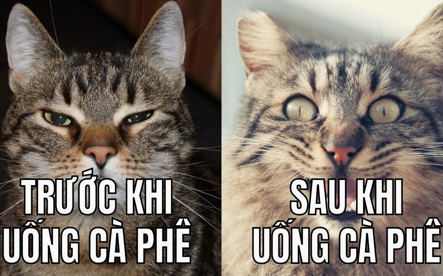 ảnh meme Phú bà với biểu cảm 