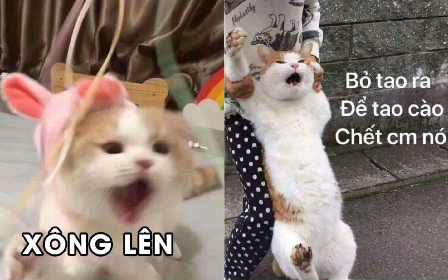 ảnh meme Phú bà với gương mặt 