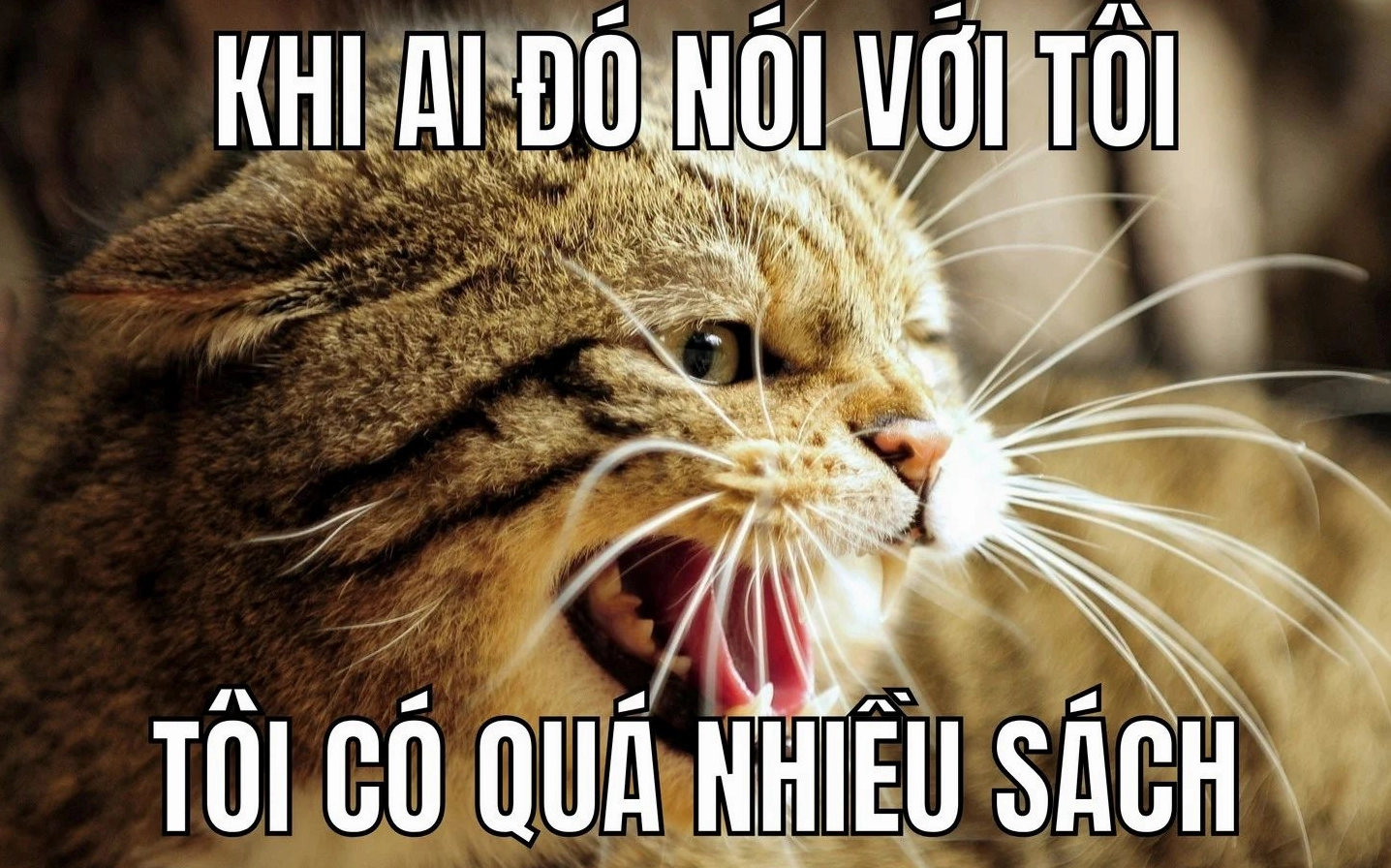 ảnh meme Phú bà với gương mặt 