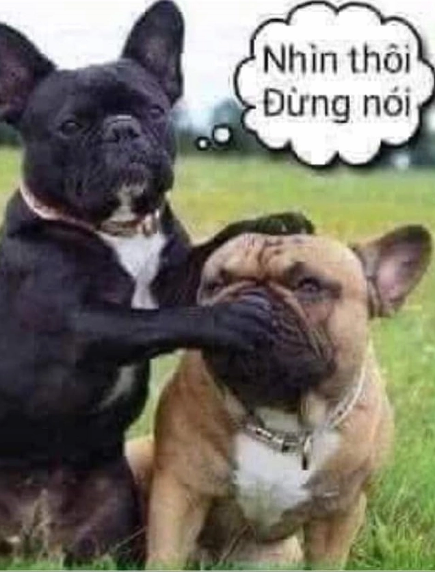 Ảnh meme Simp chúa hai chú chó nhìn nhau ngại ngùng