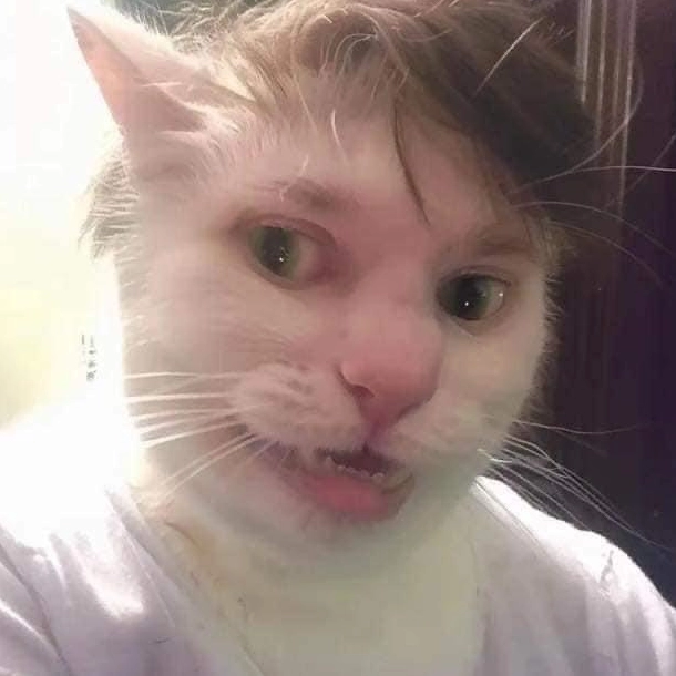 Ảnh meme Simp chúa mèo con với ánh mắt long lanh