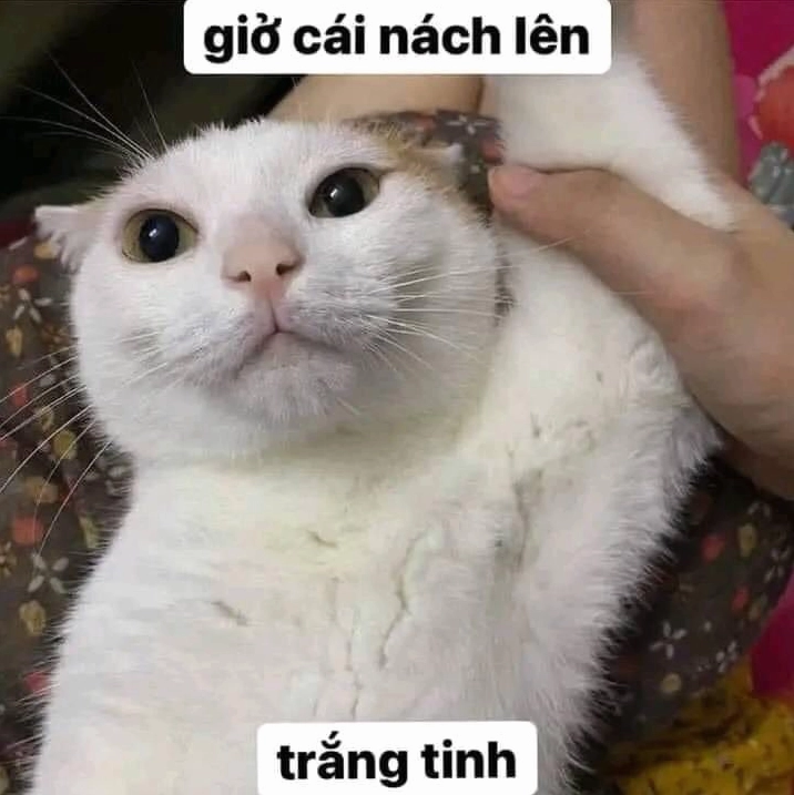 Ảnh meme Simp chúa mèo khoe nách trắng tinh thu hút