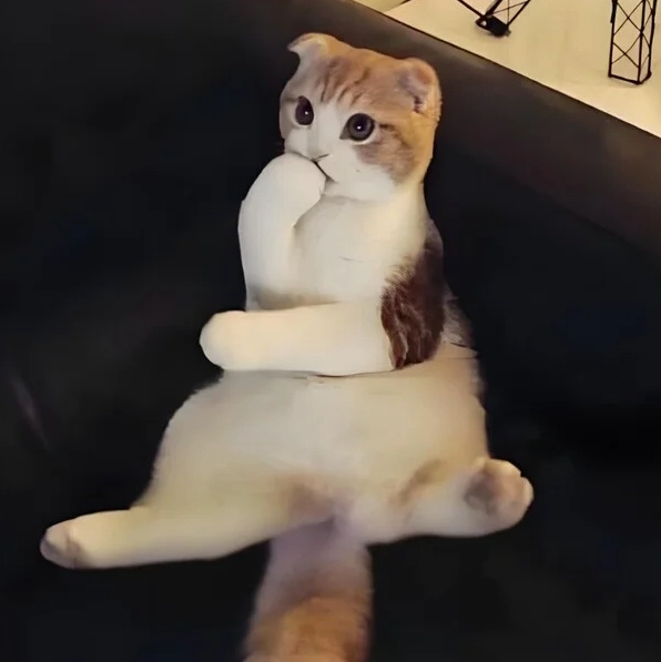 Ảnh meme Suy con mèo suy nghĩ