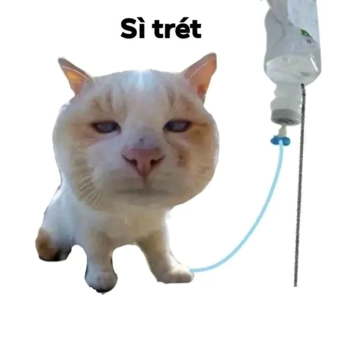 Ảnh meme Suy sì choét ôm đầu cute