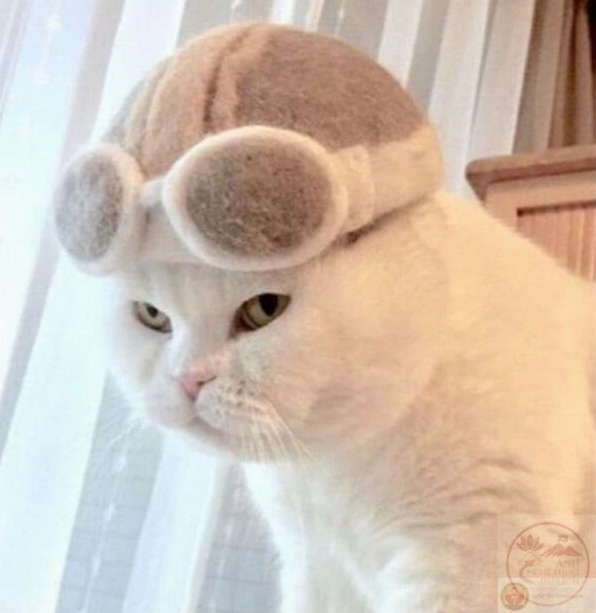 Ảnh meme Test nhân phẩm hài hước của chó mèo đáng yêu