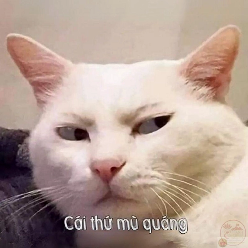 Ảnh meme Test nhân phẩm hài hước và vui nhộn