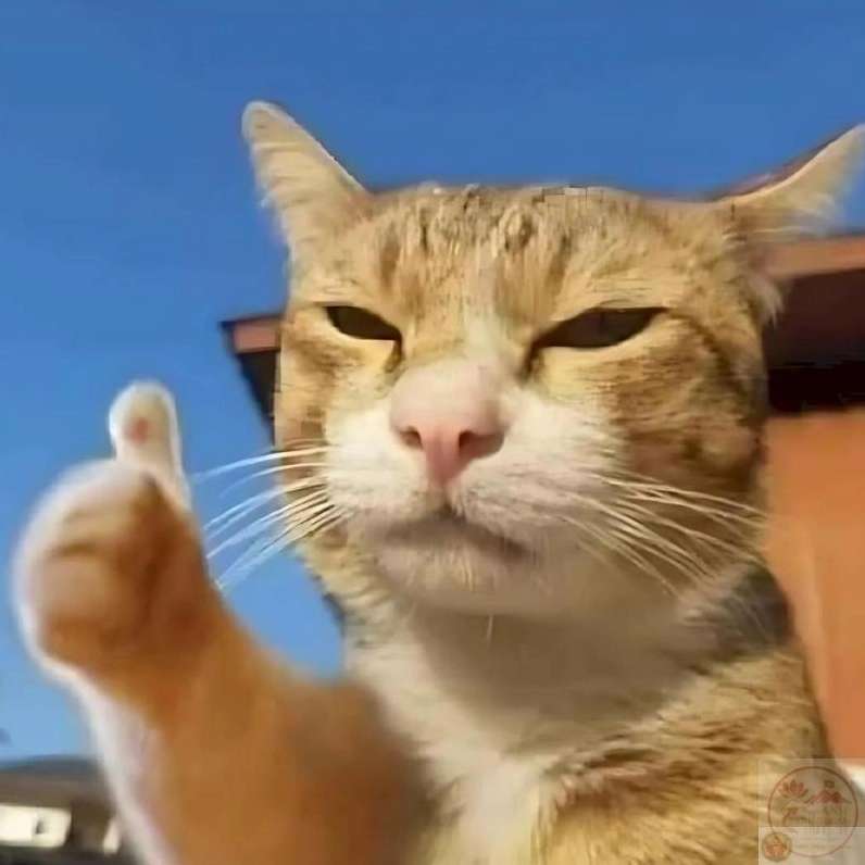 Ảnh meme Test nhân phẩm mèo chế vui nhộn và dí dỏm