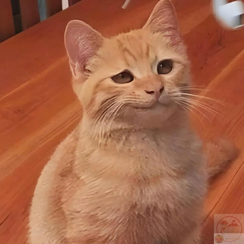 Ảnh meme Test nhân phẩm mèo cười đểu siêu bựa