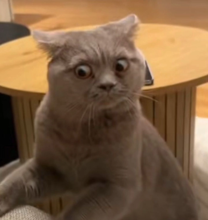 Ảnh meme Test nhân phẩm mèo liếc mắt cực mặn mà