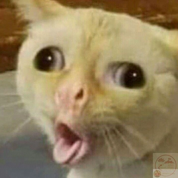 Ảnh meme Test nhân phẩm với ý tưởng vui nhộn và độc đáo