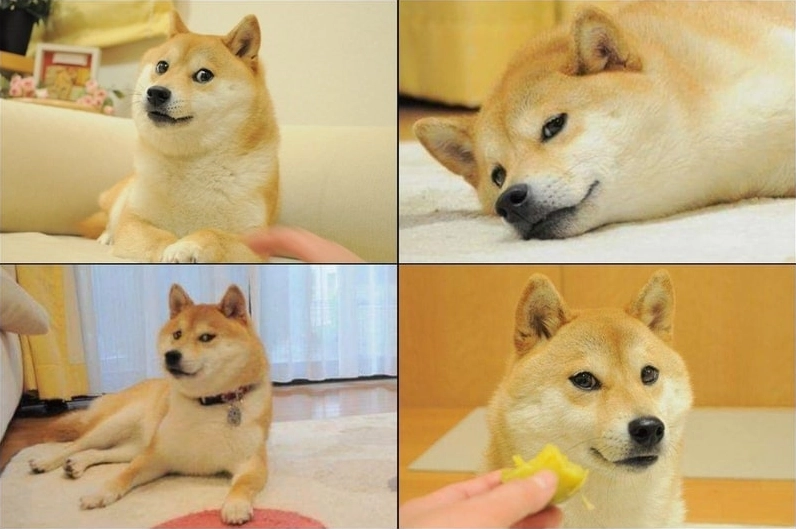 Ảnh meme Thao túng tâm lý chó vui nhộn