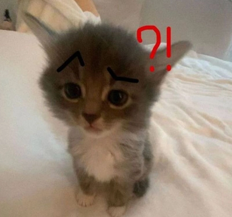 Ảnh meme Tới công chuyện với chú mèo ngạc nhiên dễ thương