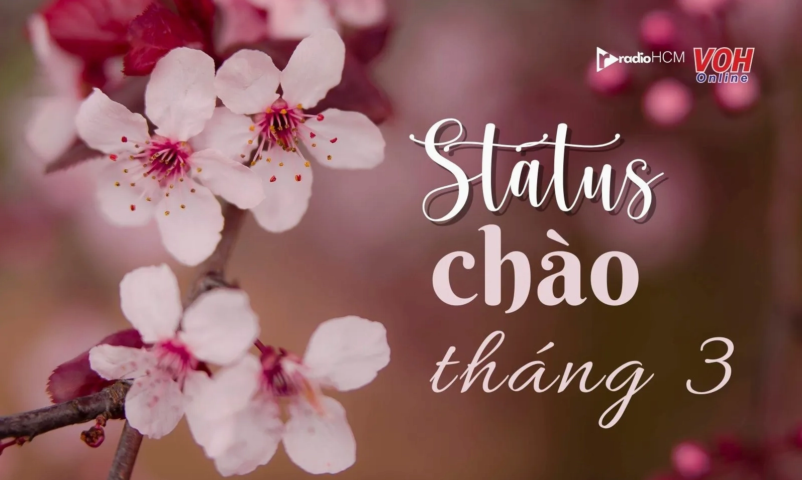 Ảnh meme Trà xanh với stt chào tháng ba sâu lắng