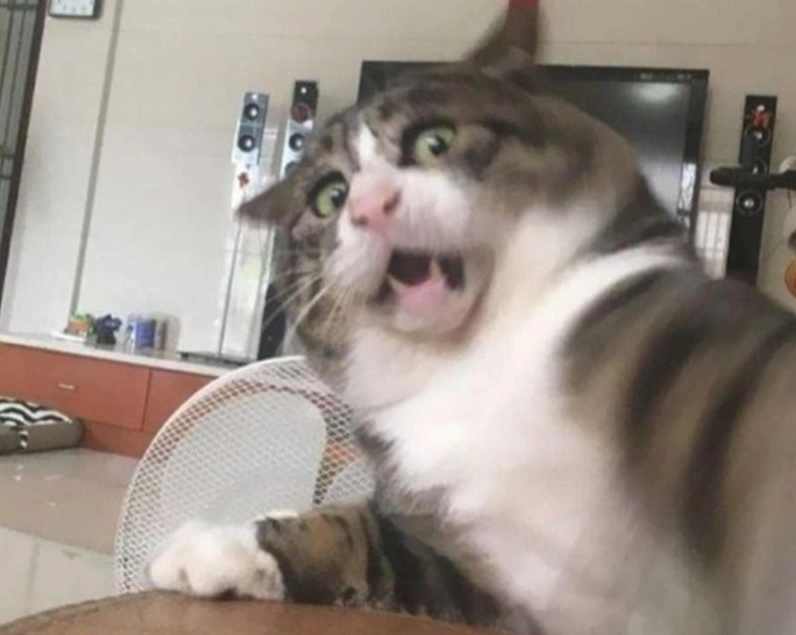 Ảnh meme Trùng sinh của một chú mèo đang có biểu cảm khó hiểu