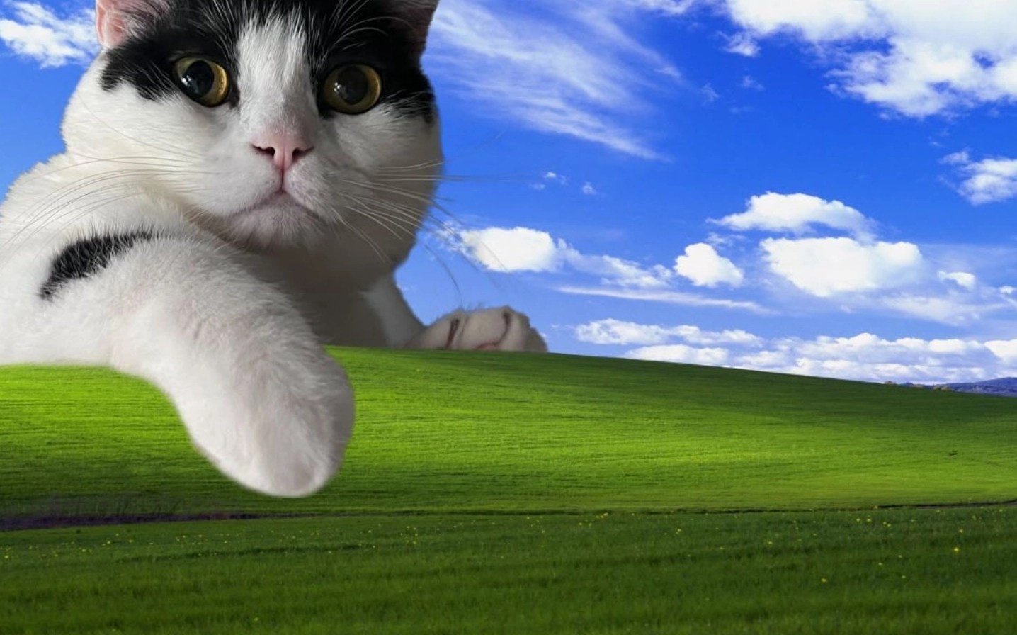 Ảnh meme Vô tri chú mèo trắng béo lạc đồng cỏ Windows