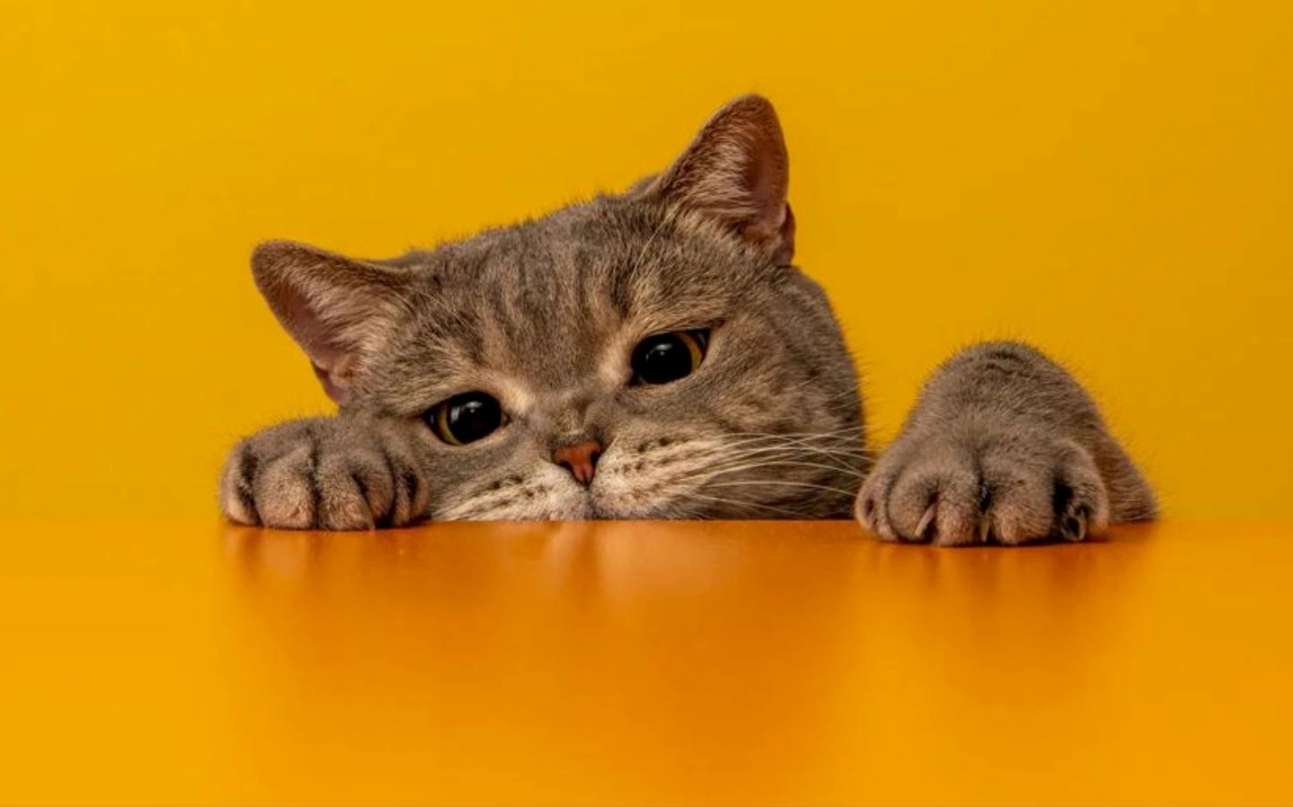 Ảnh meme Vô tri mèo nằm úp nhìn ngốc nghếch