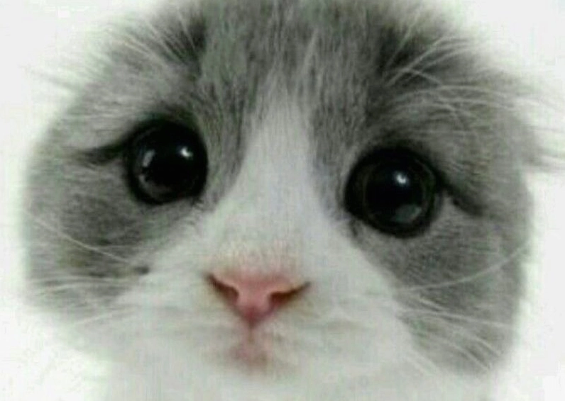 Ảnh meme Xin in tư chú mèo dễ thương đang chắp tay cầu xin thông tin