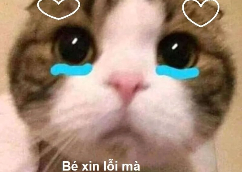 Ảnh meme Xin in tư của chú chó với khuôn mặt rầu rĩ và biểu cảm van nài đáng thương