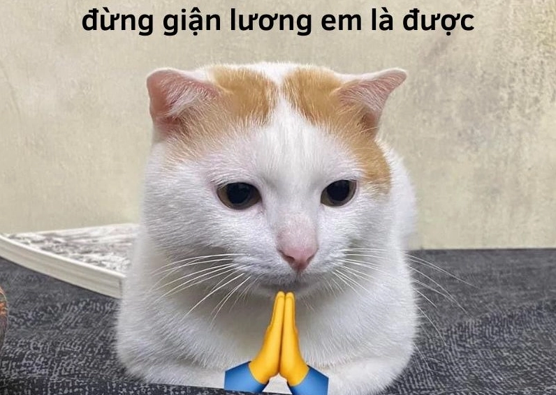 Ảnh meme Xin in tư của cô gái với biểu cảm vô cùng tội lỗi nhưng vẫn dễ thương