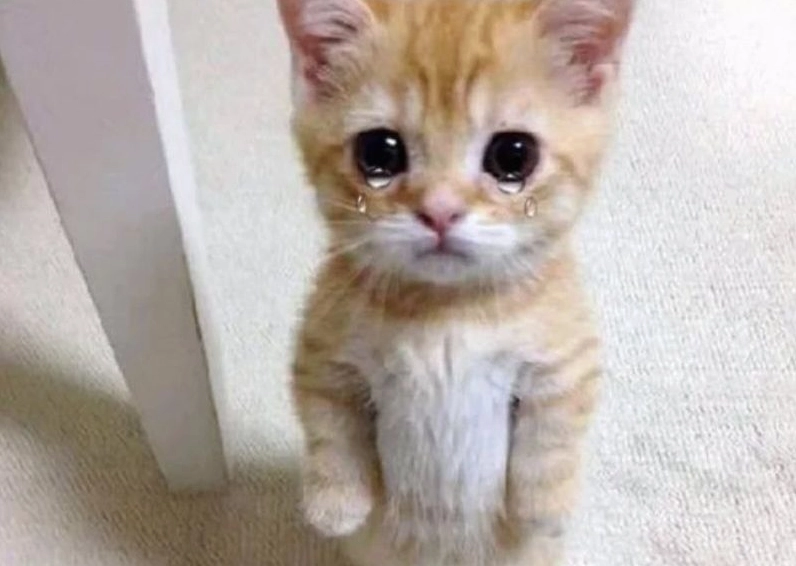 Ảnh meme Xin in tư của cô gái với khuôn mặt buồn bã và nước mắt chực trào