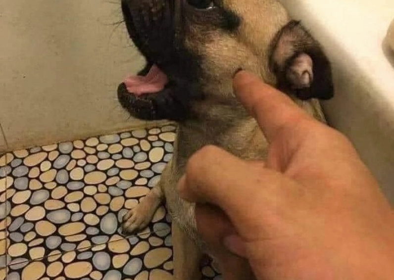 Ảnh meme Xin in tư hình chú chó cau mày với vẻ mặt hờn dỗi và đáng yêu