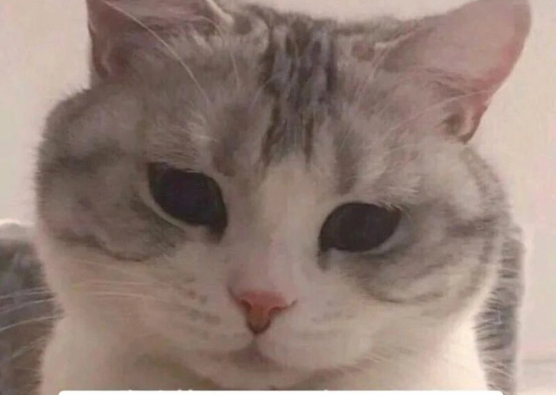 Ảnh meme Xin in tư hình chú chó nhỏ với khuôn mặt đáng yêu và hai tay chắp lại