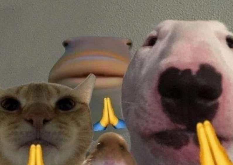 Ảnh meme Xin in tư hình chú chó với đôi mắt to tròn đang nhìn chằm chằm