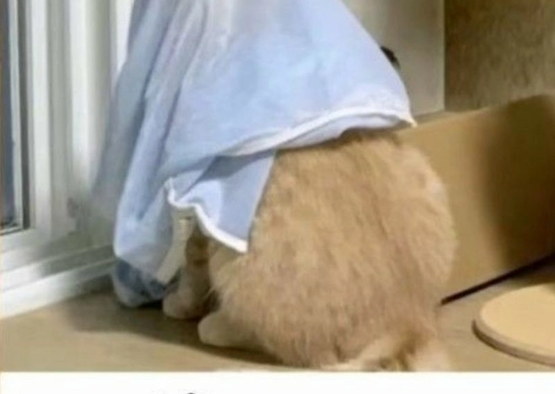 Ảnh meme Xin in tư hình chú chó với khuôn mặt đáng thương và mắt long lanh