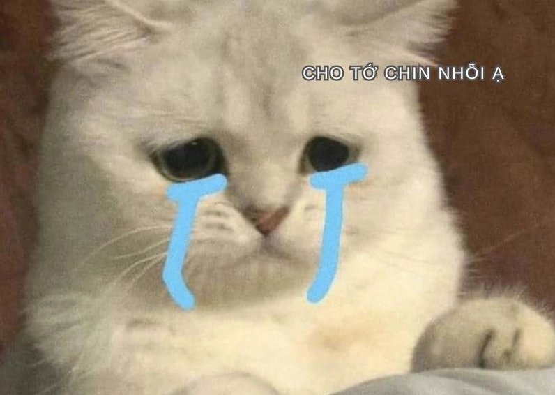 Ảnh meme Xin in tư hình chú mèo cau có với biểu cảm như đang suy tính