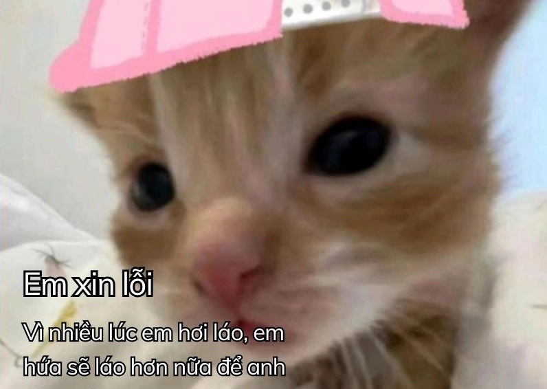 Ảnh meme Xin in tư hình chú mèo đeo nơ đang chắp tay thành khẩn