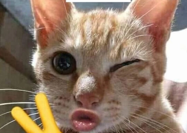 Ảnh meme Xin in tư hình chú mèo với đôi mắt buồn bã và vẻ mặt đáng thương