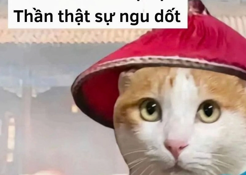 Ảnh meme Xin in tư hình cô bé giơ hai tay lên như đầu hàng với ánh mắt nài nỉ