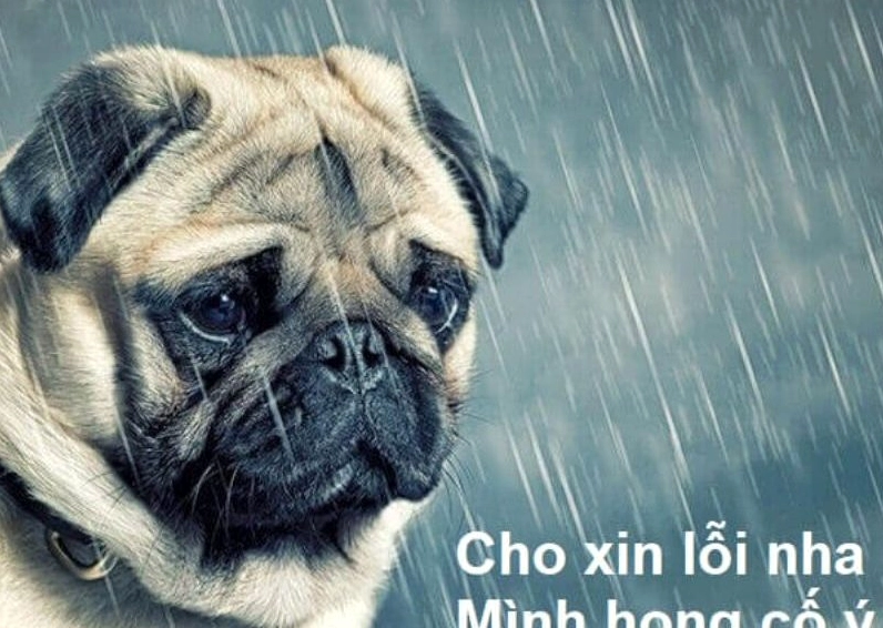 Ảnh meme Xin in tư hình cô gái với biểu cảm đầy dỗi hờn nhưng cũng thật dễ thương