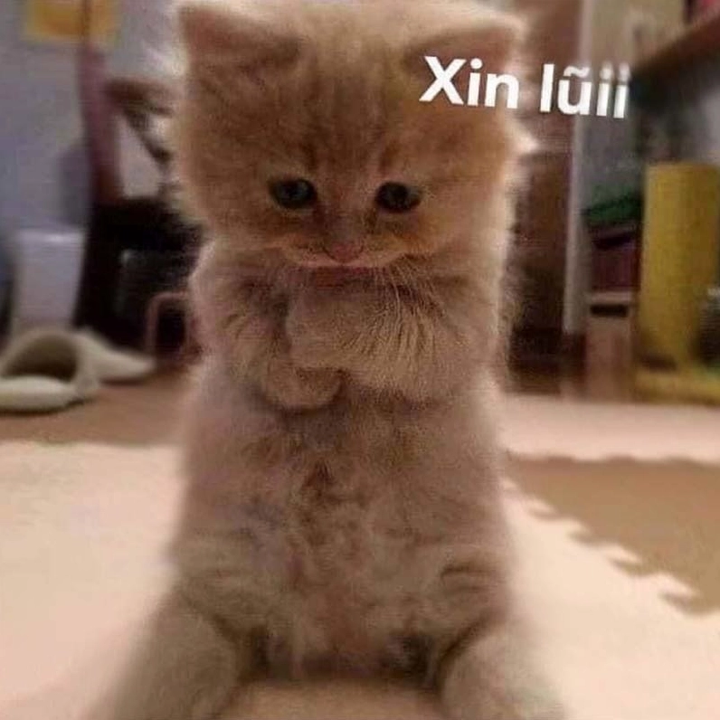 Ảnh meme Xin in tư hình mèo đáng yêu với biểu cảm cầu xin