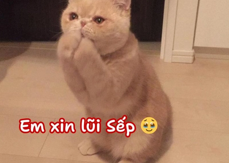 Ảnh meme Xin in tư với biểu cảm đáng thương của một nhân vật hoạt hình