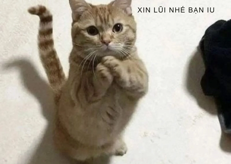 Ảnh meme Xin in tư với đôi mắt to tròn và biểu cảm đáng yêu của một nhân vật hoạt hình