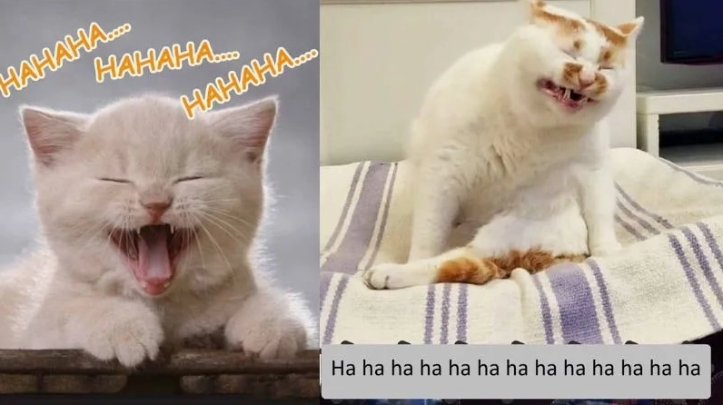 Ảnh meme Xu cà na giải tỏa căng thẳng hiệu quả