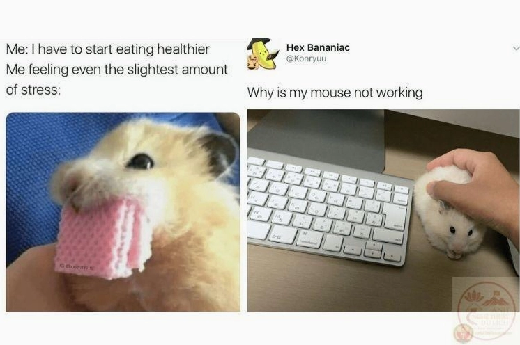 Bộ ảnh meme Mất gốc độc đáo đem lại trải nghiệm giải trí thú vị