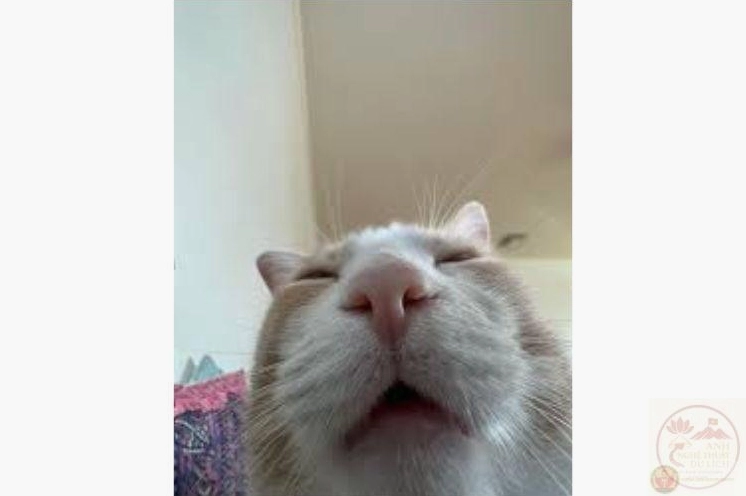 Bộ ảnh meme Mất gốc tan biến độc lạ nhanh chóng thu hút