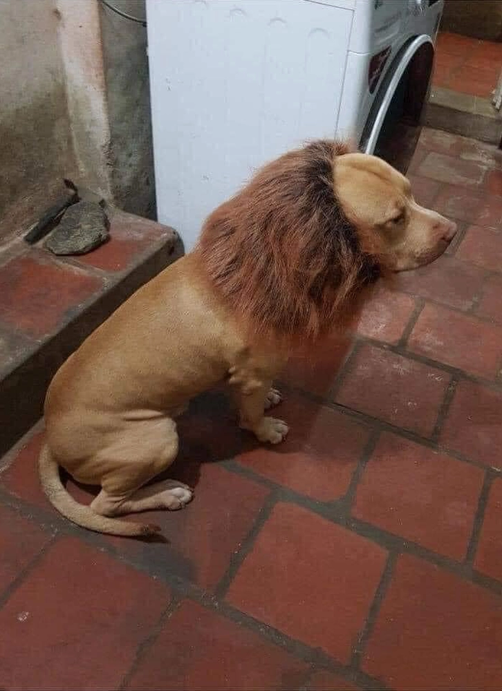 Chiếc ô tô được cải tiến độc đáo trở thành ảnh meme Độc lạ Bình Dương gây cười