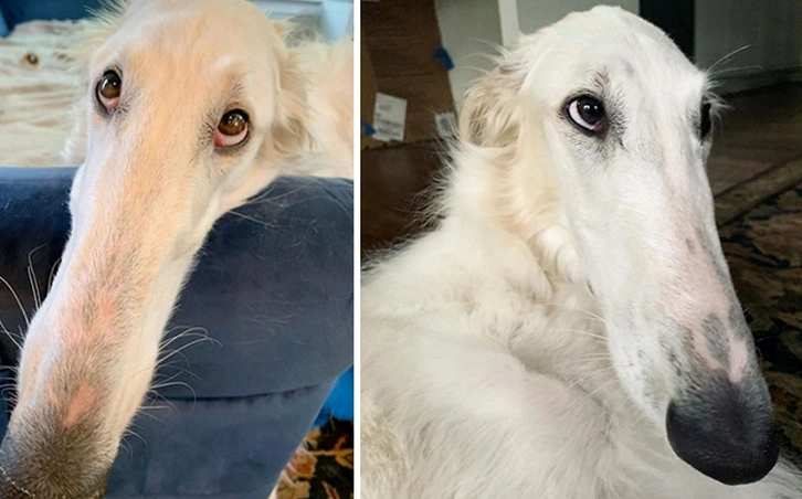 Chú chó với chiếc mũi dài ngoằng là một ảnh meme Độc lạ Bình Dương đáng yêu