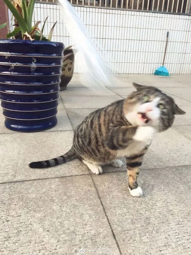 Chú mèo với biểu cảm kinh điển cho ảnh meme Đu idol