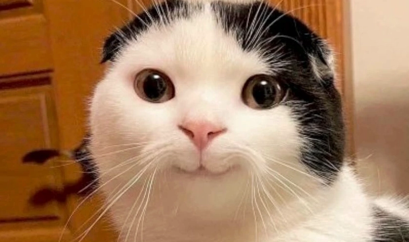 Hình ảnh ảnh meme Hướng ngoại part-time làm avatar chất lượng cao